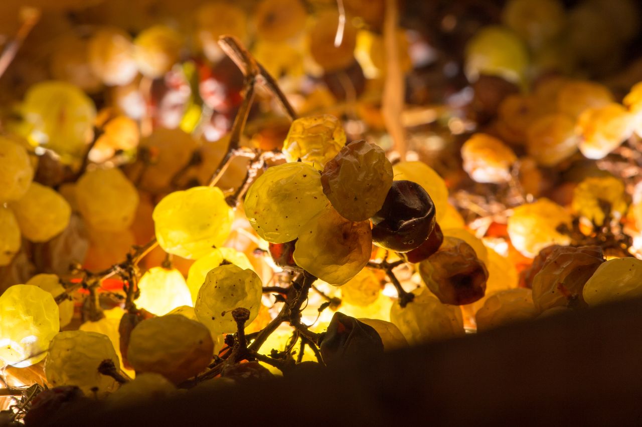 Vignoble Technique Vin de paille VDP-0027